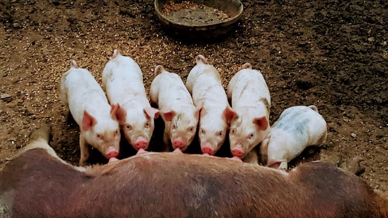Southern Roots Farm, LLC