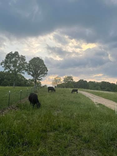 Belle Meadow Farms