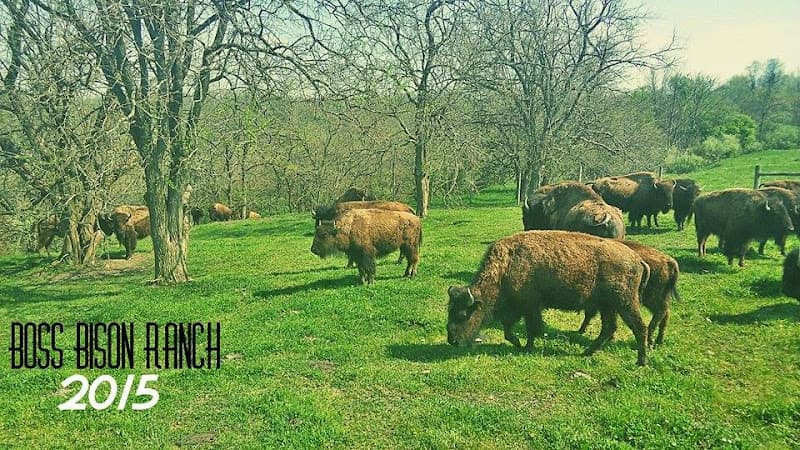 Boss Bison Ranch