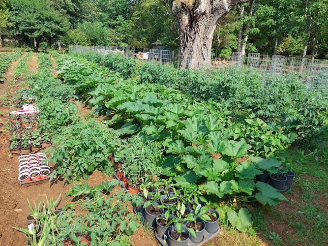 Carol Ann's Nursery