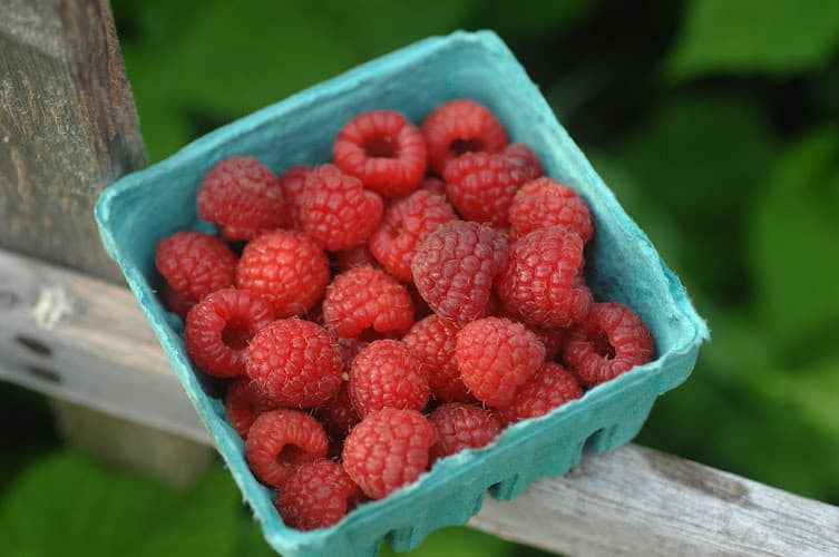 Better Berry Farm